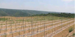 彬州市龙高镇：提升农村人居环境   筑牢乡村振兴之基