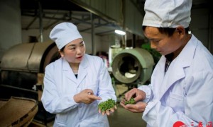 勉县推动茶产业持续健康高质量发展
