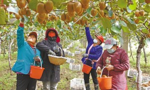 小小猕猴桃 富了一方人