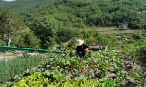 白河县仓上镇：“微菜园”，搬迁户安居乐业的“定心丸”