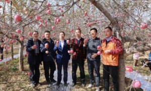 金秋收获季，建行延安分行助力农产品销售