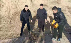 米脂公安：救助一只国家二级保护动物雕鸮