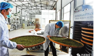 一片茶叶富了一个村