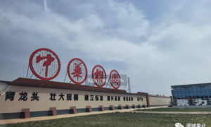 省级核查组现场核查“澄城樱桃”农产品地理标志