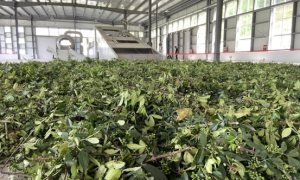 镇巴县赤南镇：栽下梧桐树   引得凤凰来