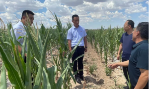 定边县应急管理局深入田间地头开展全县旱情勘察工作