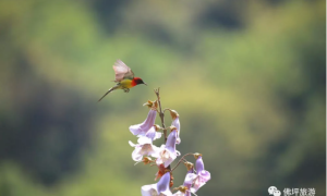 静美佛坪，大古坪里人鸟间的趣事