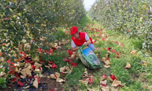 千阳县南寨镇：清洁乡村我先行，为民服务当先锋