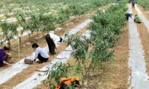 长武县枣园镇：脚下泥泞映初心    风雨兼程写忠诚