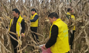 彬州市太峪镇李西村：党旗引领“志愿红”，助力金秋抢收忙