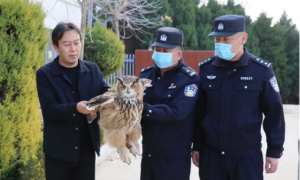 甘泉县公安局成功救助国家二级保护动物