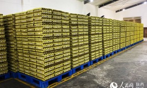 陕西山阳：闻”鸡”起舞 走好产业振兴路