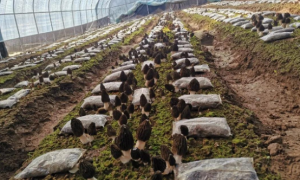 黄龙县圪台乡：学党史铸党魂 办实事促振兴