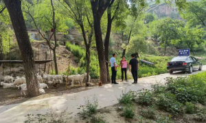 子洲县苗家坪镇：多措并举强化封山禁牧工作，打造绿水青山新家园