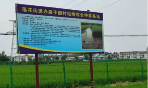 城固县莲花街道办：党建引领践初心 开创发展新面貌