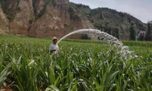 神木市店塔镇：党建引领，全力以赴开展抗旱保粮