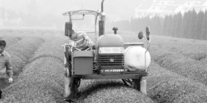 特种农机有望解放劳动力 让机器替代采茶女