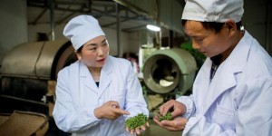 勉县推动茶产业持续健康高质量发展