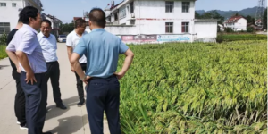 汉中市农业技术推广与培训中心到勉县指导农业防汛抗灾工作