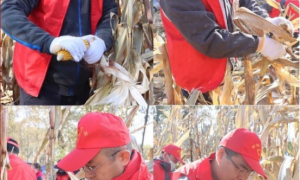 邮储银行榆林市分行：玉米地里的“小红帽”助农秋收，为群众办实事活动