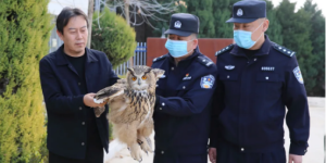 甘泉县公安局成功救助国家二级保护动物